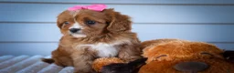 Cavapoo dogs for sale: Katie 🎀 - Ad 10