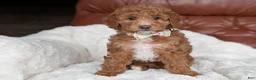 Mini Goldendoodle dogs for sale: Princess - Ad 5