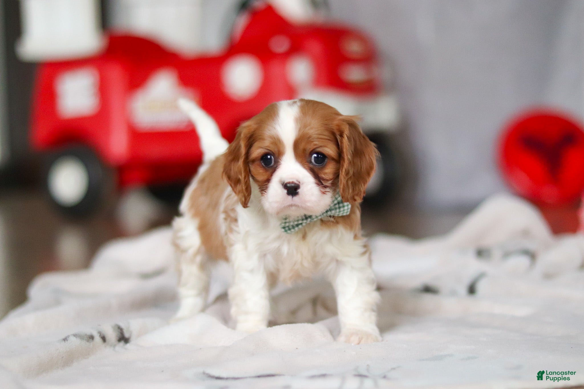 Cavalier King Charles Spaniel dogs Ace - Ad 2