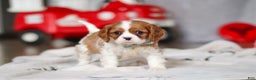 Cavalier King Charles Spaniel dogs for sale: Ace - Ad 2