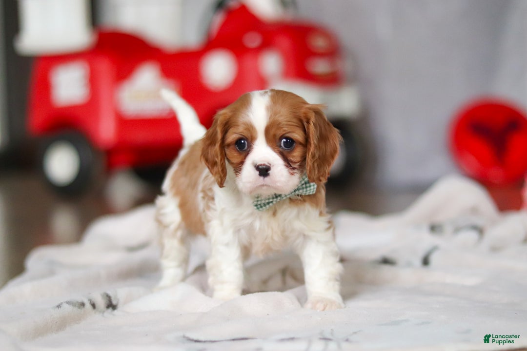Cavalier King Charles Spaniel dogs for sale: Ace - Ad 2