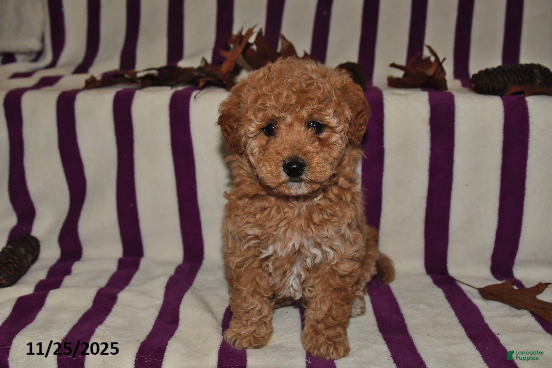 Miniature Poodle dogs for sale: Minnie - Ad 4