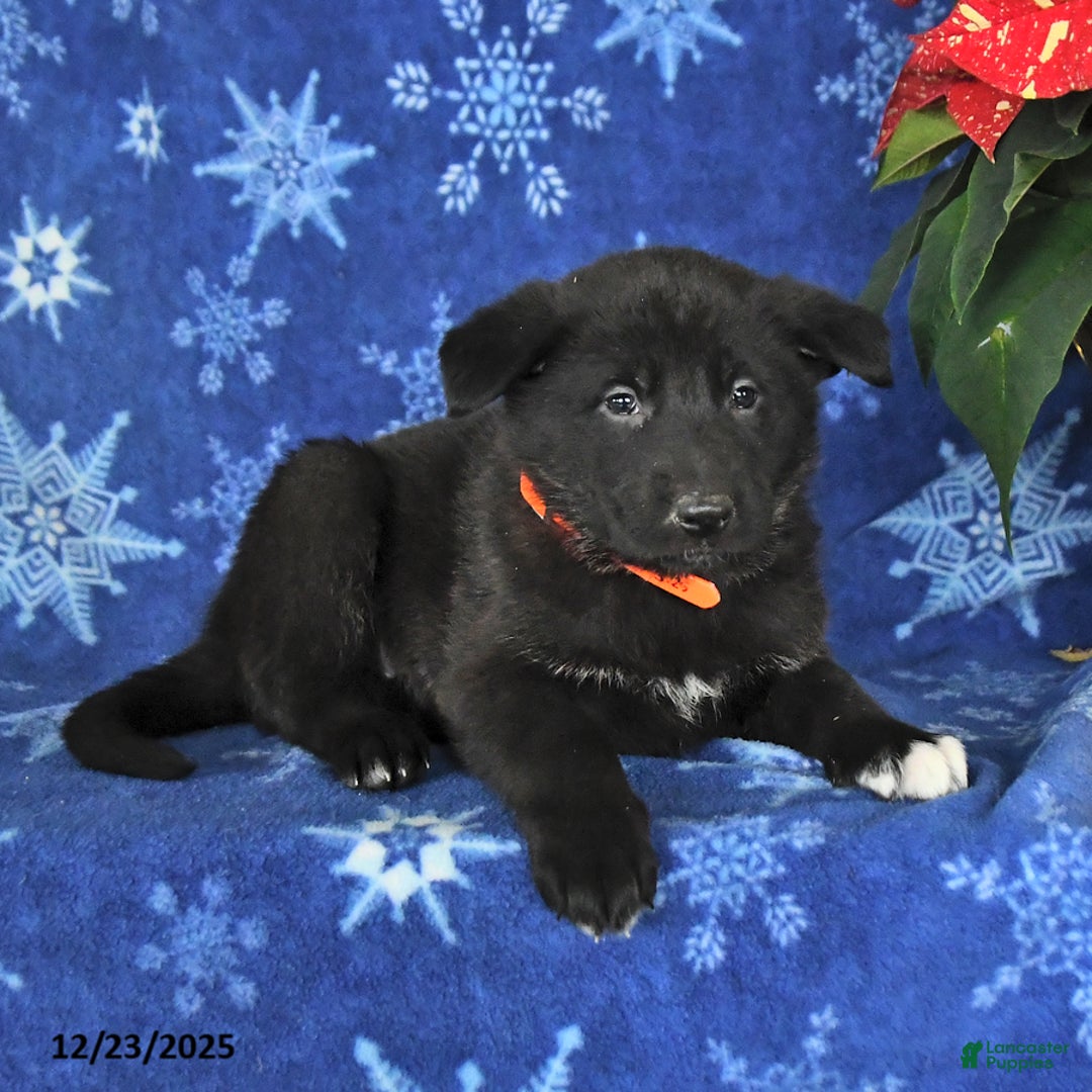 German Shepherd dogs for sale: Nadia - Ad 3