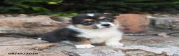 Welsh Corgi Pembroke dogs for sale: Baboon - Ad 3