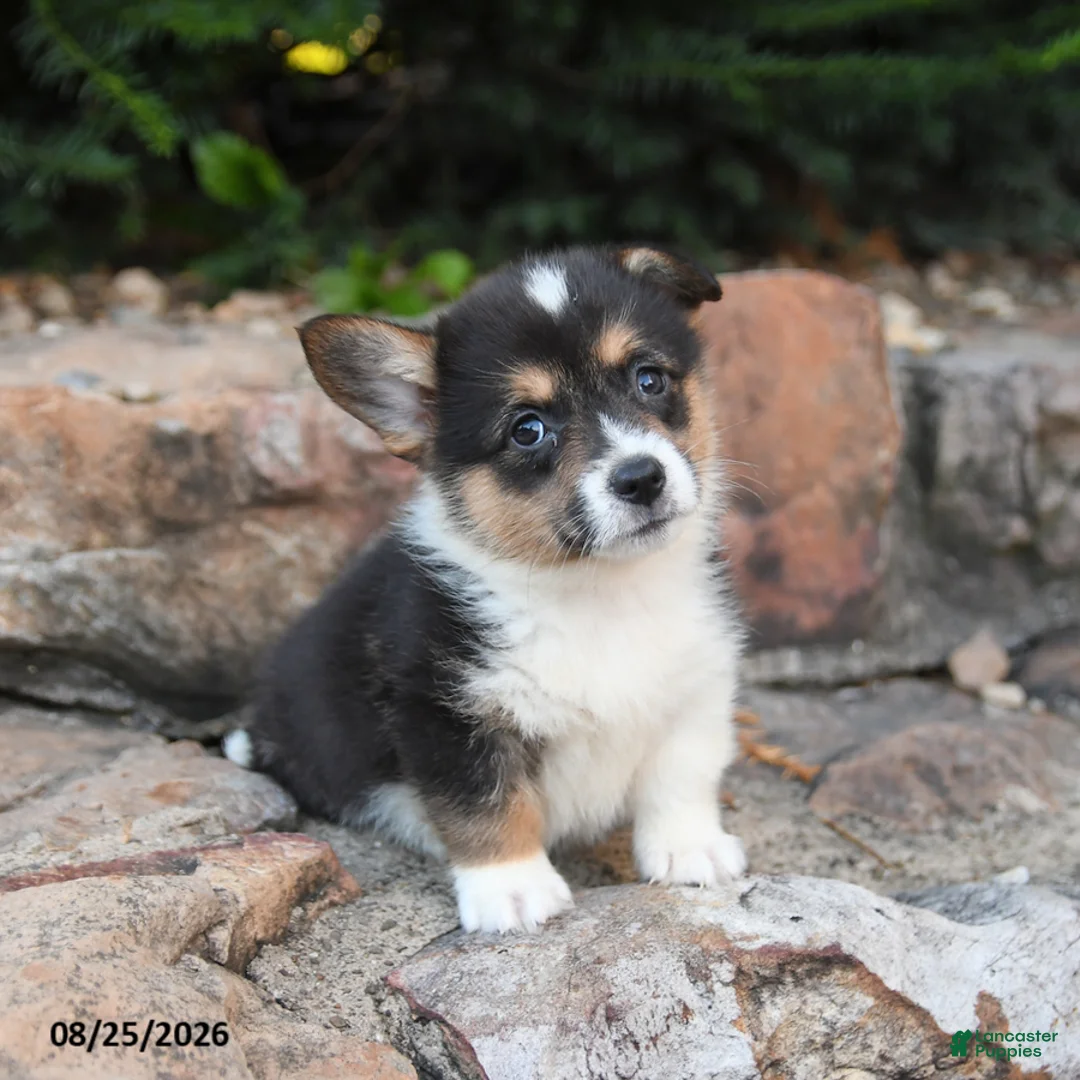 Welsh Corgi Pembroke dogs for sale: Baboon - Ad 3