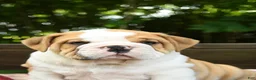 Olde English Bulldogge dogs for sale: Samson - Ad 5