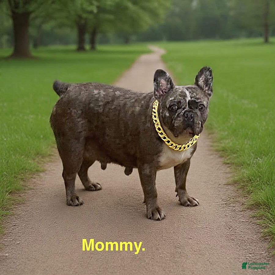 French Bulldog dogs Rosebud - Ad 2