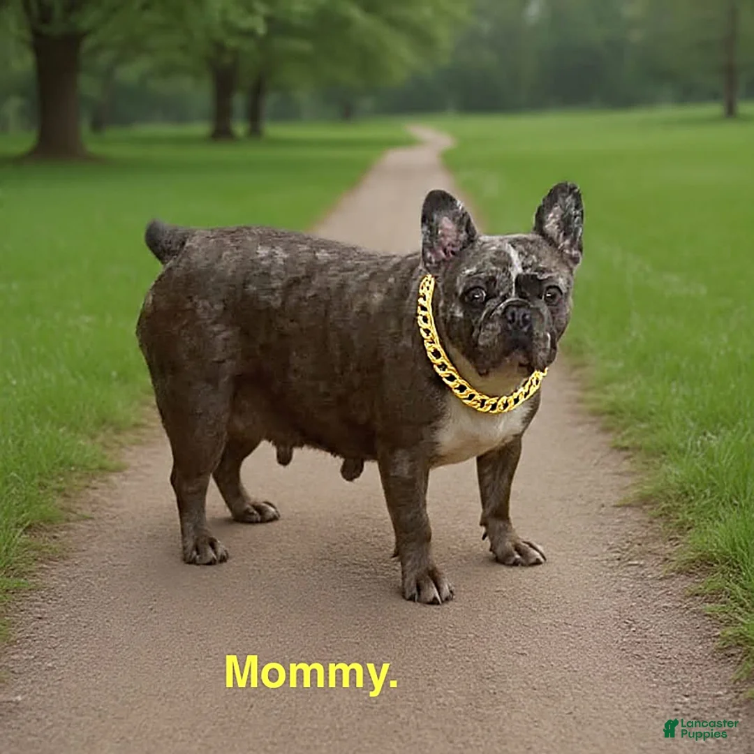 French Bulldog dogs for sale: Sunflower - Ad 2