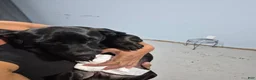 Dachshund dogs for sale: Dachshund 1 - Ad 3