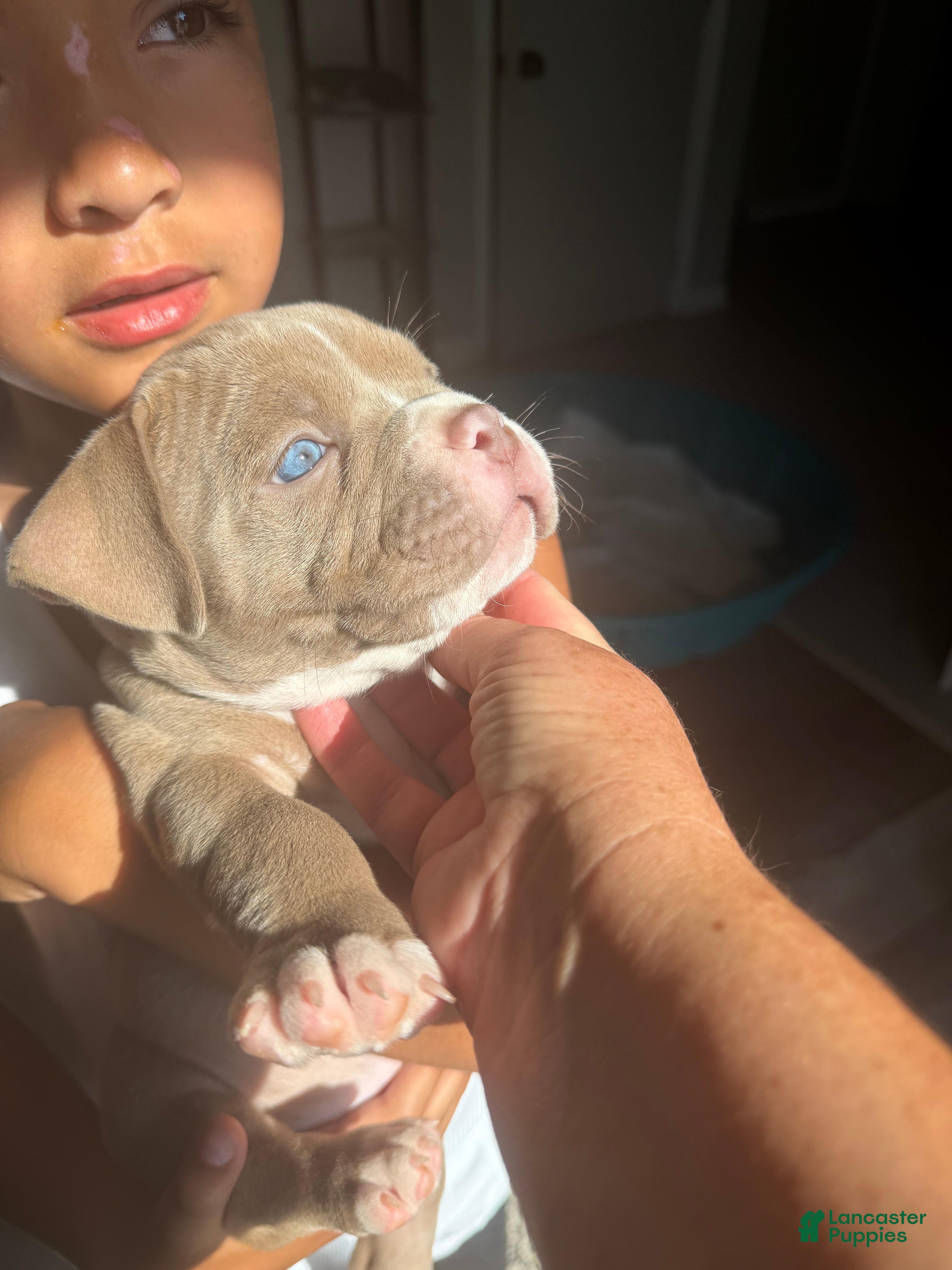 American Bully dogs American Bully 2 - Ad 10
