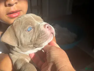 American Bully dogs American Bully 2 - Ad 10