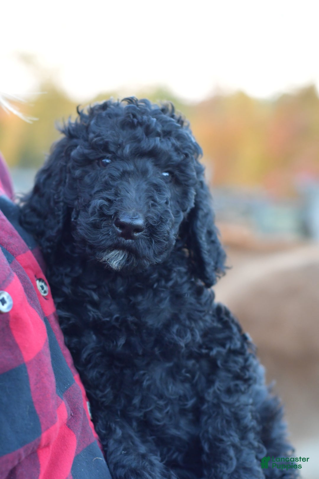 Standard Poodle dogs for sale: Candy - Ad 26
