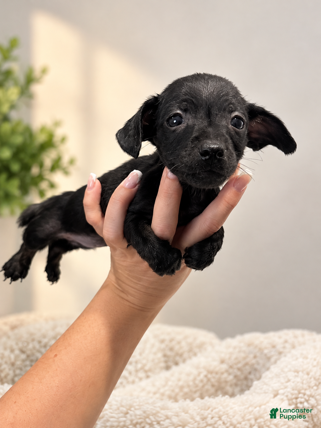 Chiweenie dogs for sale: Pixie - Ad 8