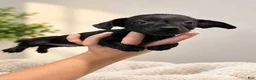 Chiweenie dogs for sale: Pixie - Ad 1