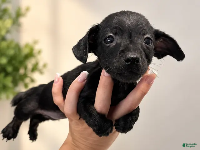 Chiweenie dogs for sale: Pixie - Ad 4