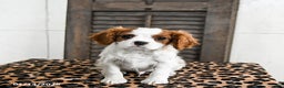 Cavalier King Charles Spaniel dogs for sale: Jasper - Ad 3