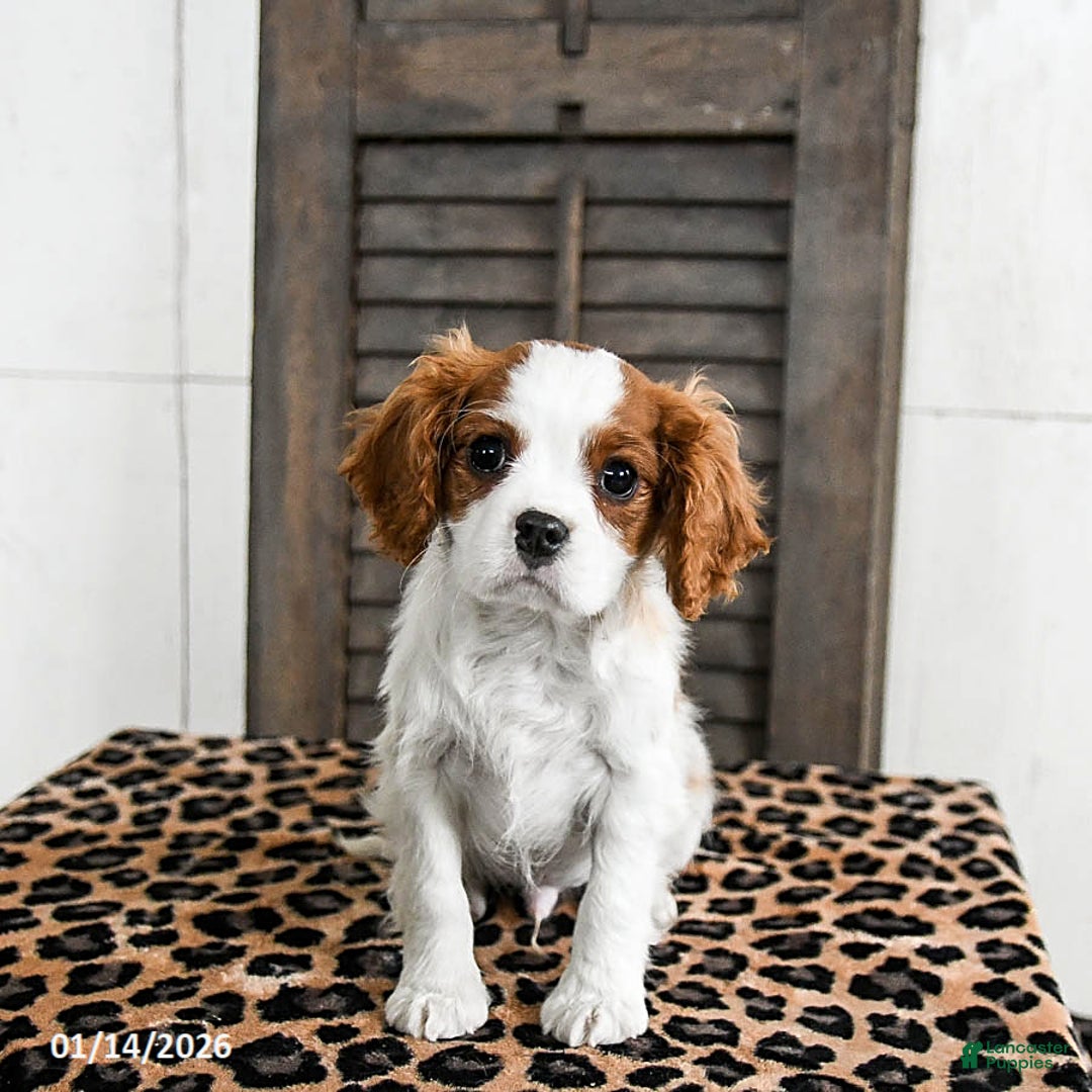 Cavalier King Charles Spaniel dogs for sale: Jasper - Ad 3