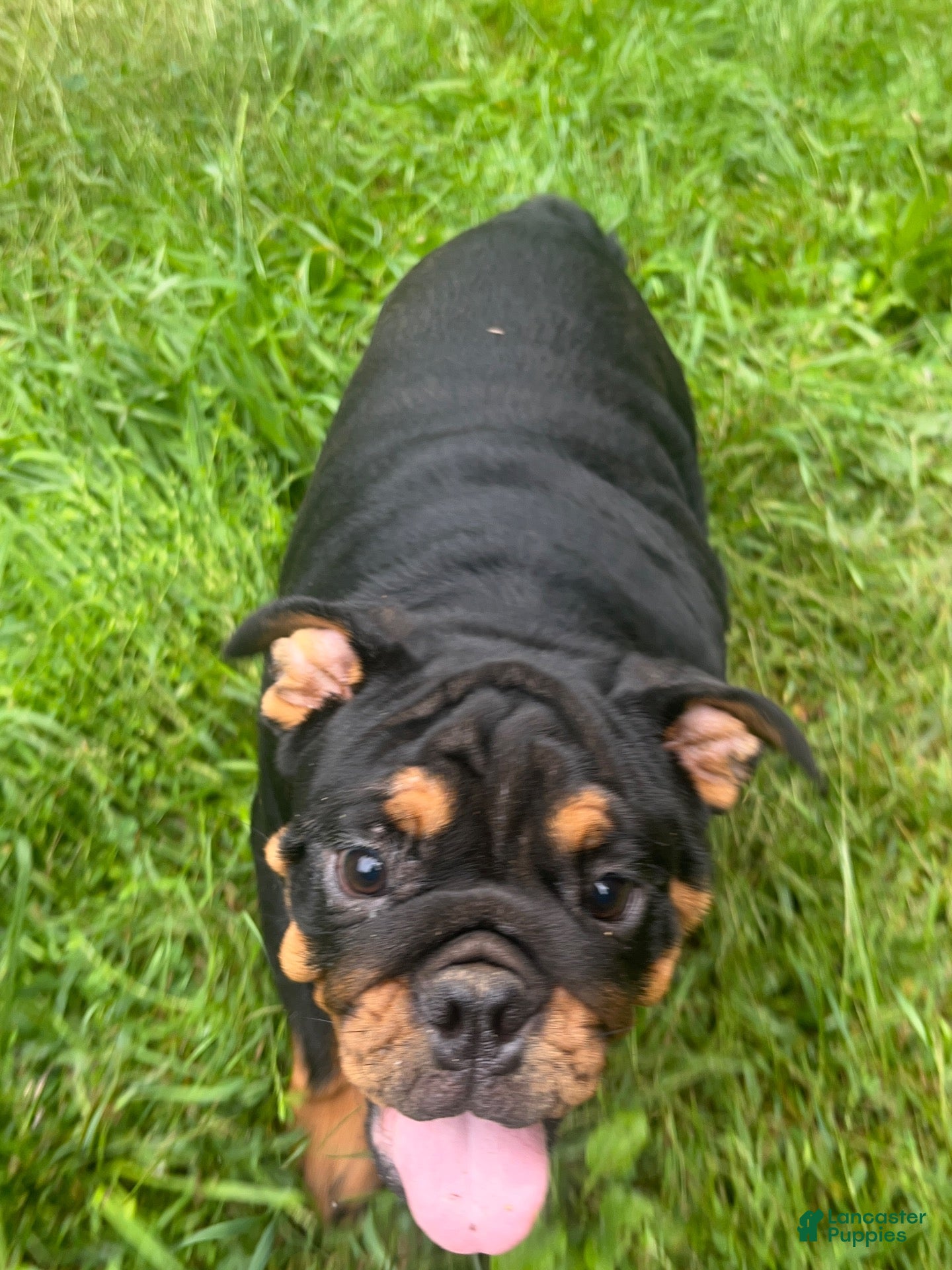 English Bulldog dogs for sale: Vixen - Ad 1