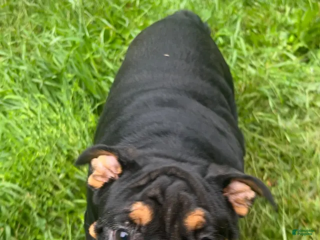 English Bulldog dogs for sale: Vixen - Ad 1