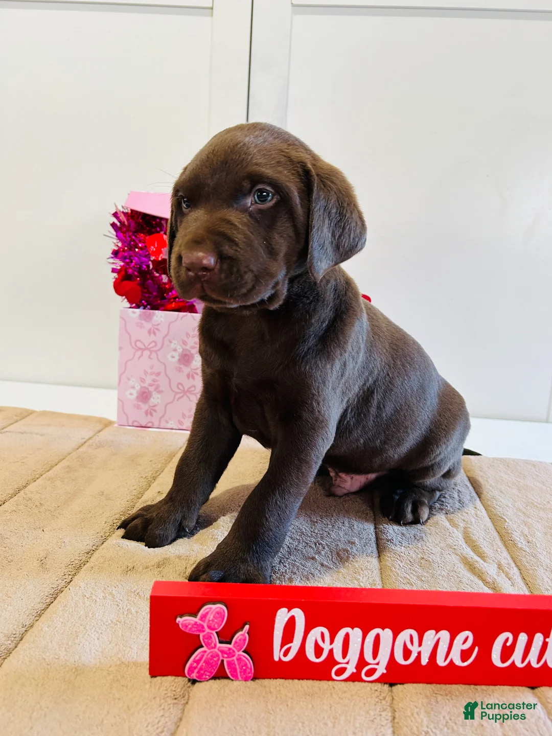 Labrador Retriever dogs for sale: Keith - Ad 9