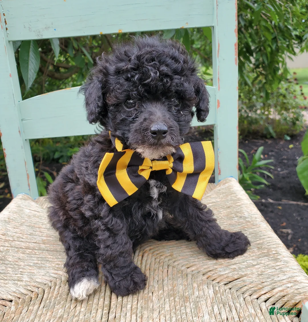 Toy Poodle dogs for sale: Bowser - Ad 1