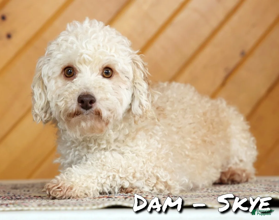 Toy Poodle dogs for sale: Bruno - Ad 10