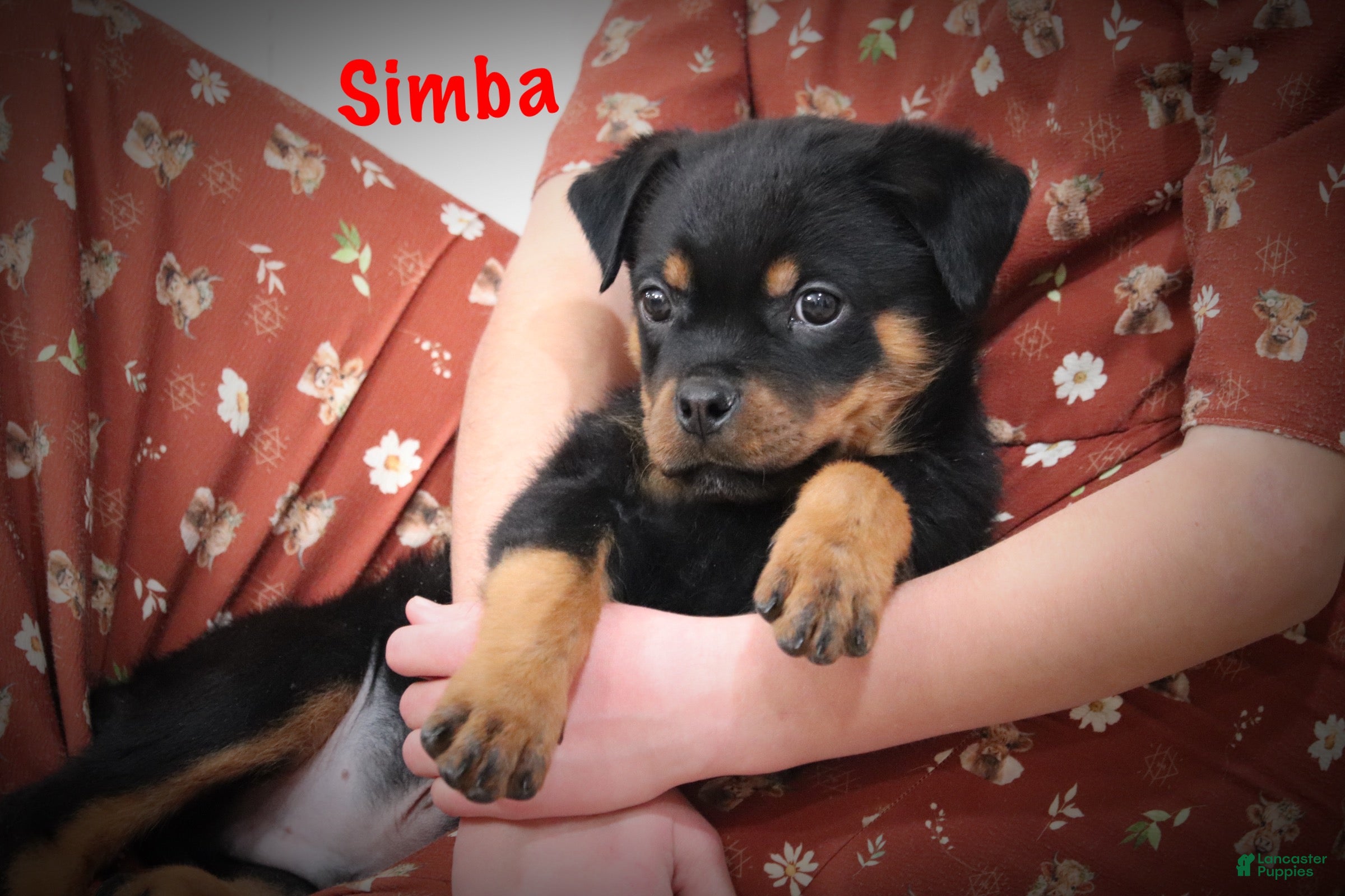 Rottweiler dogs Simba - Ad 35