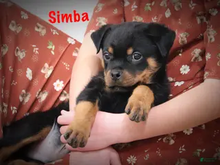Rottweiler dogs Simba - Ad 21