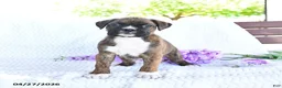 Boxer dogs for sale: Callie - Ad 1