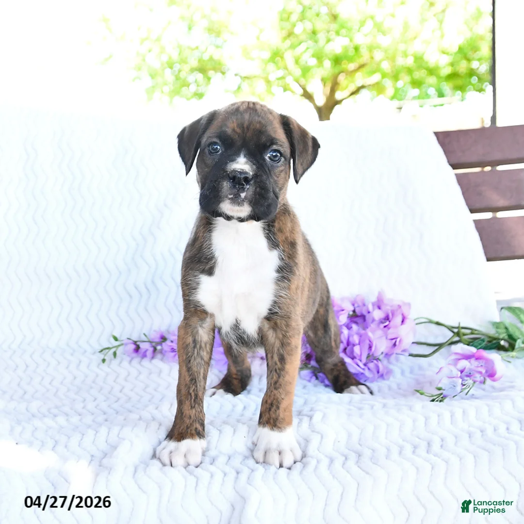 Boxer dogs for sale: Callie - Ad 1