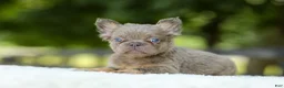 French Bulldog dogs for sale: Lucy - Ad 5