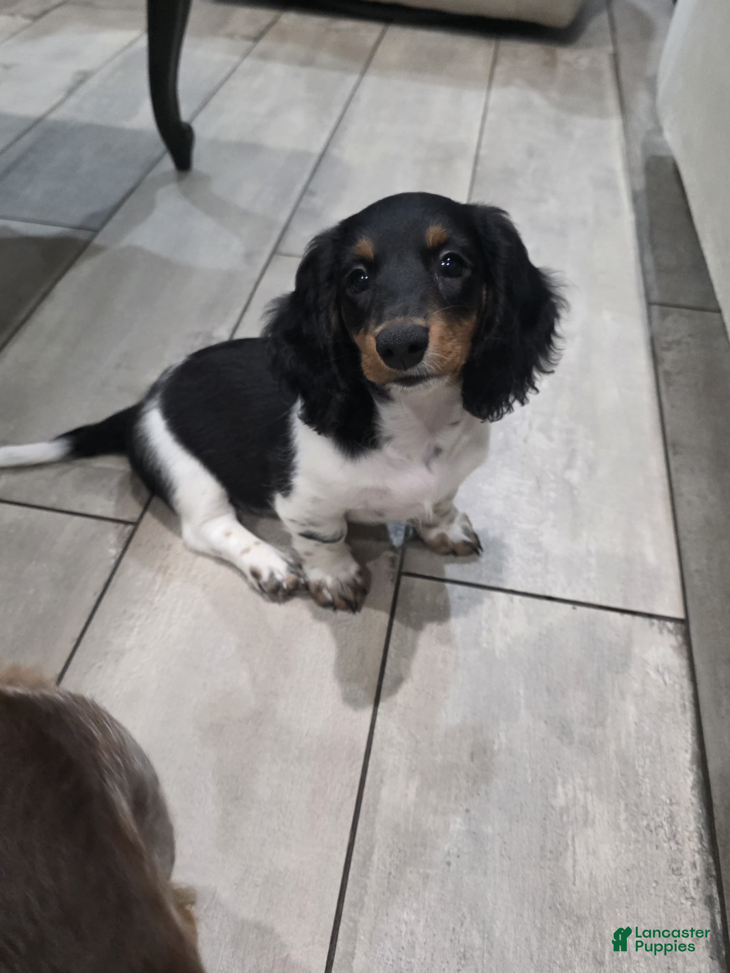 Miniature Dachshund dogs Mia - Ad 13
