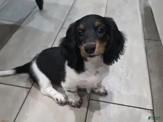 Miniature Dachshund dogs Mia - Ad 13