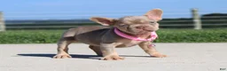 French Bulldog dogs for sale: Tanya - Ad 4