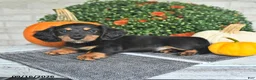 Miniature Dachshund dogs for sale: Perry - Ad 3