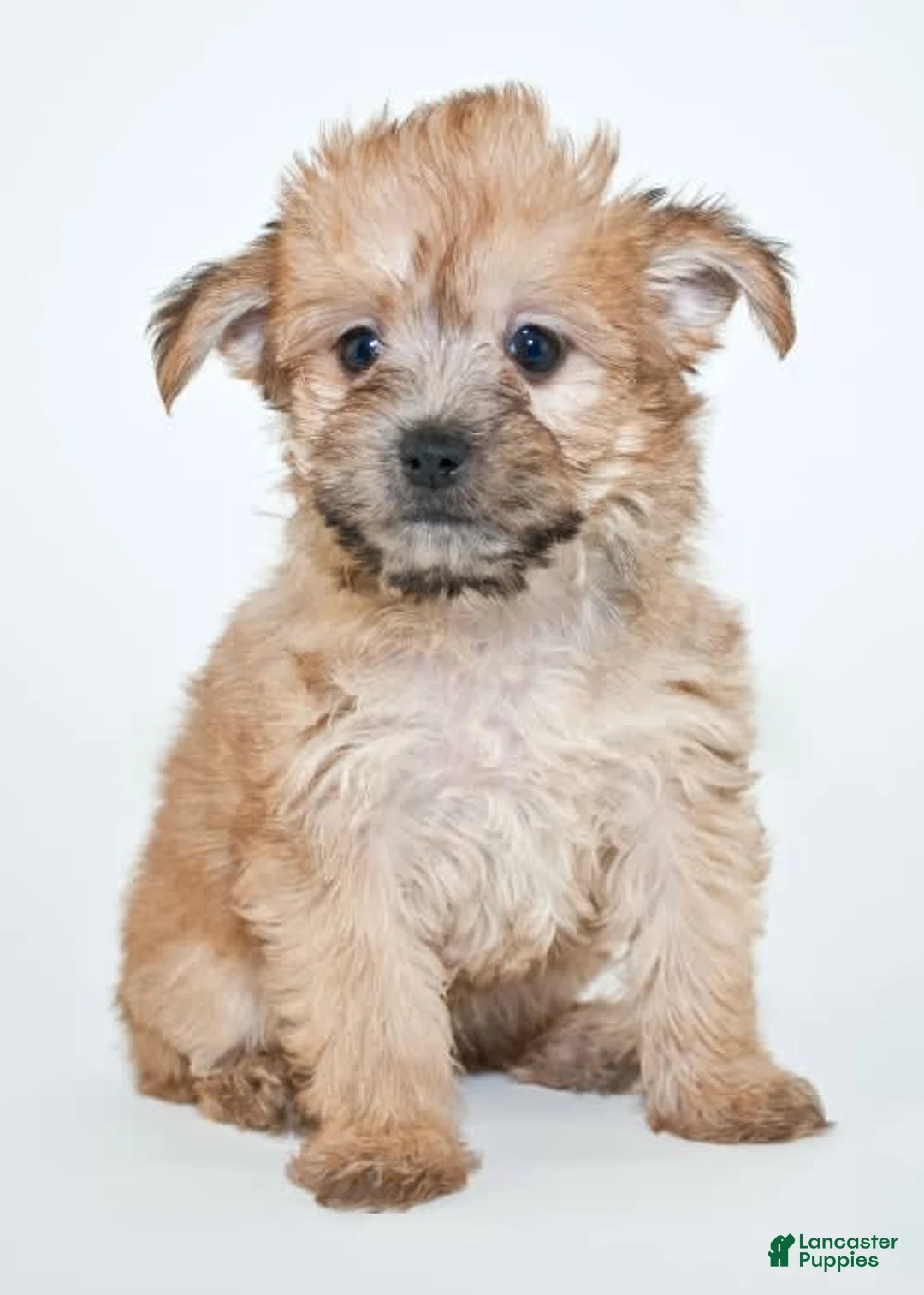 Gallery Image {{count}}