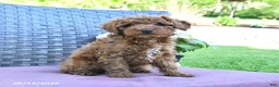 Miniature Poodle dogs for sale: Harry - Ad 3