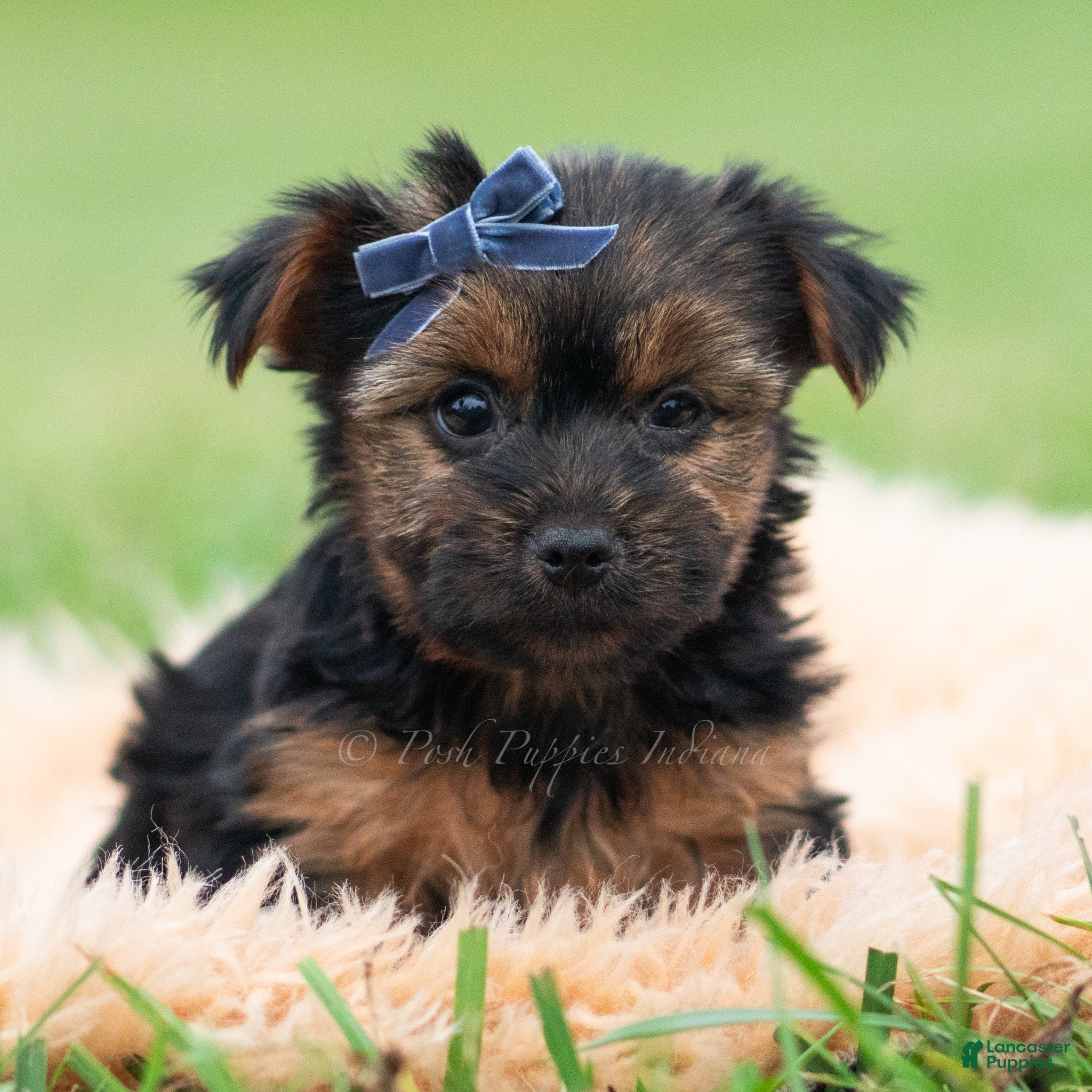 Yorkshire Terrier dogs for sale: Bugatti - Ad 13