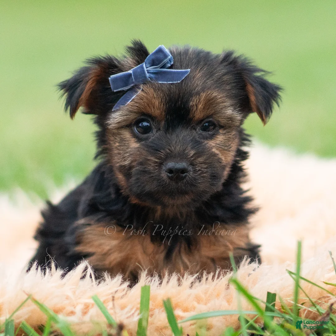Yorkshire Terrier dogs for sale: Bugatti - Ad 1