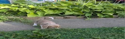 Beagle dogs for sale: Mr Raptor Blue - Ad 23