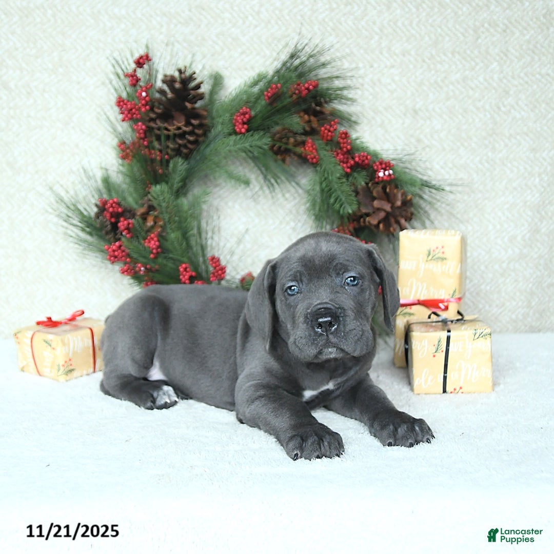 Cane Corso dogs for sale: Axel - Ad 9