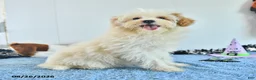 Pomapoo dogs for sale: Freddy - Ad 7