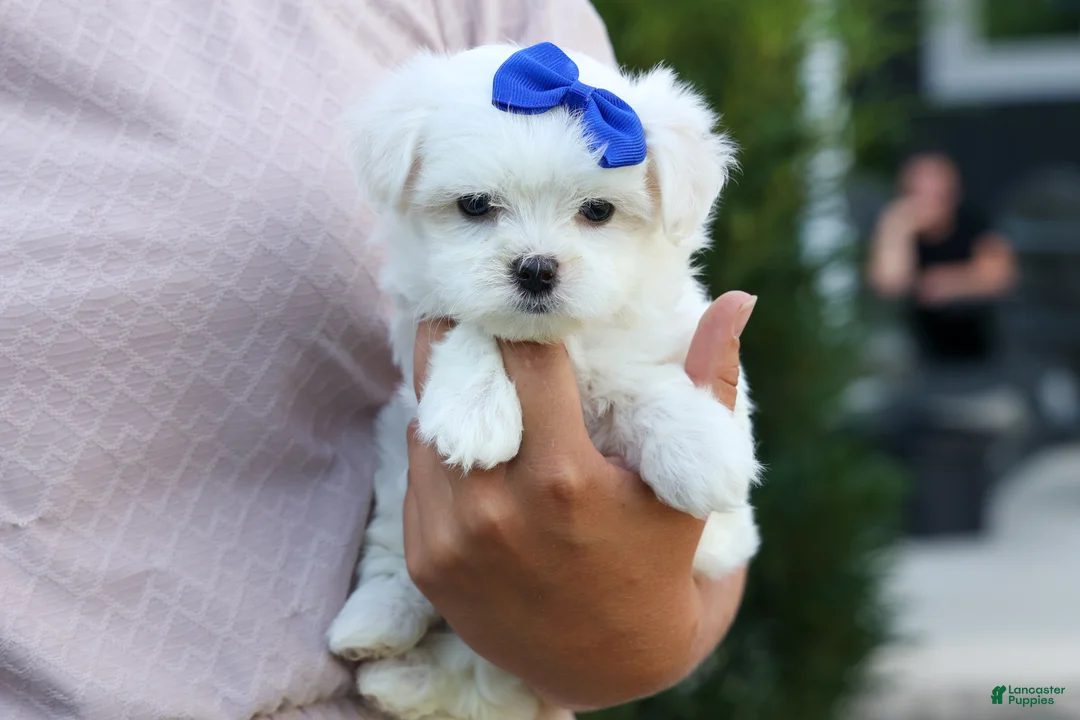 Maltese dogs for sale: OREO - Ad 1
