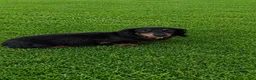 Miniature Dachshund dogs for sale: Pansy Boy - Ad 6
