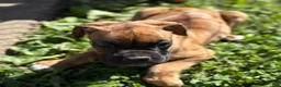 Boxer dogs for sale: Half-Breed - Ad 7