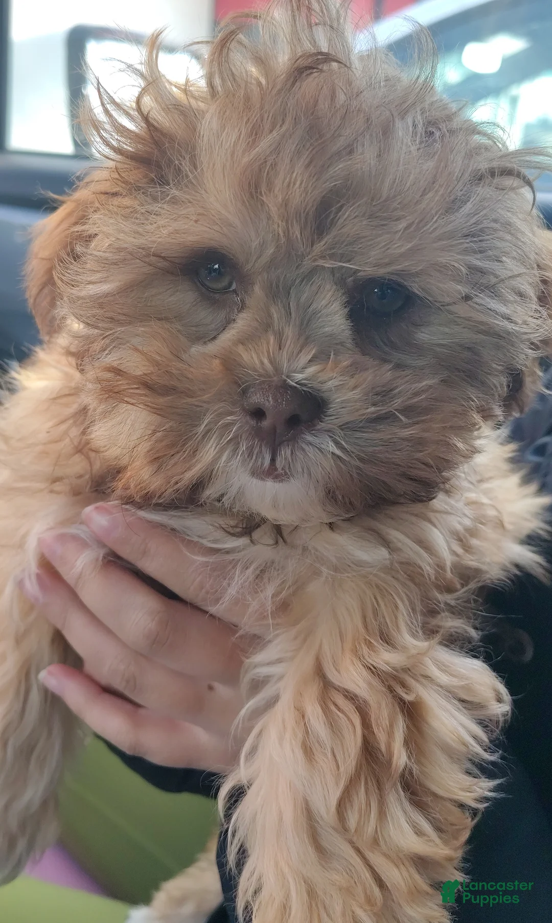 Shihpoo dogs for sale: Shihpoo Puppy 1 - Ad 1