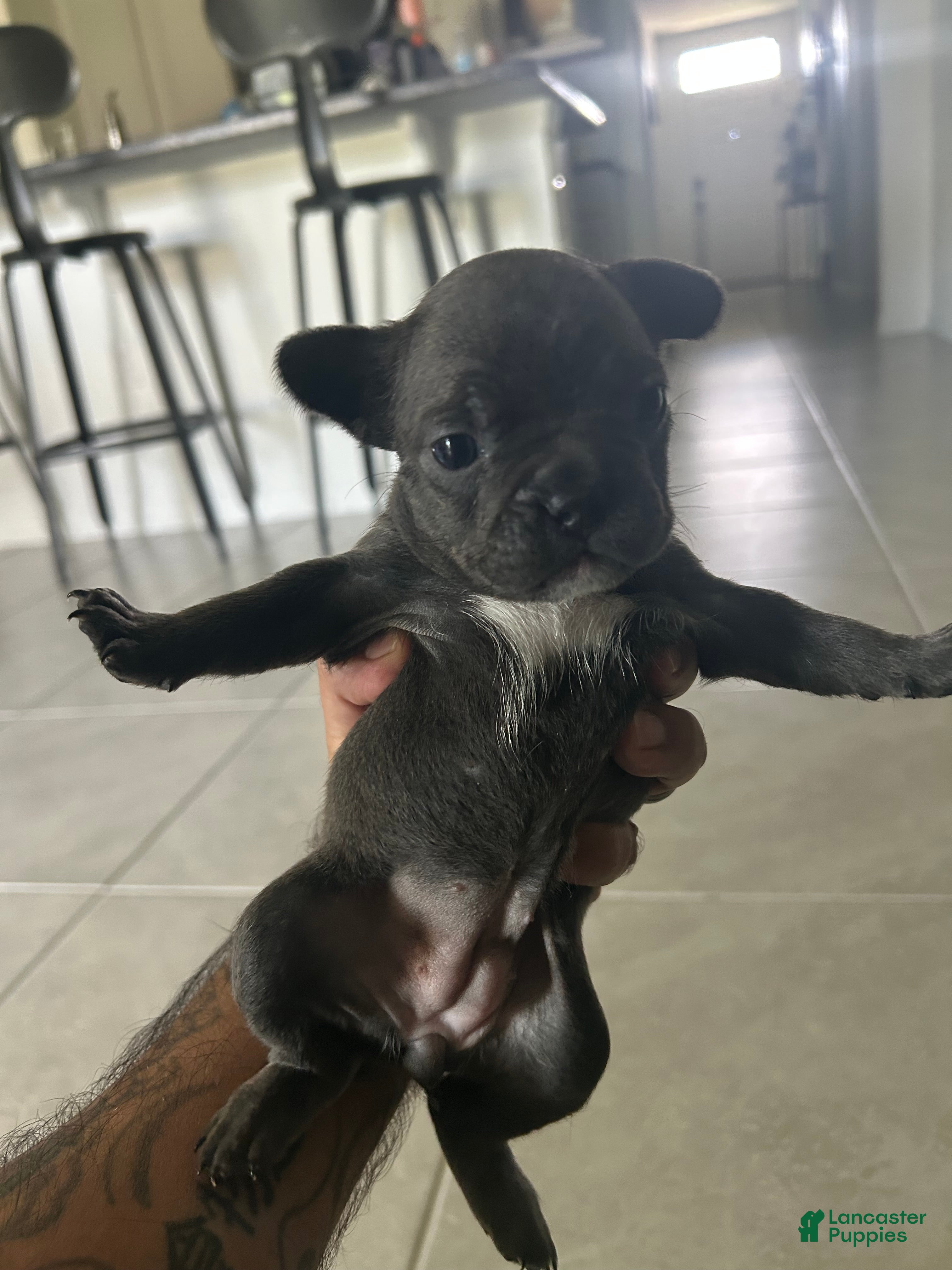French Bulldog dogs Bonnie - Ad 1