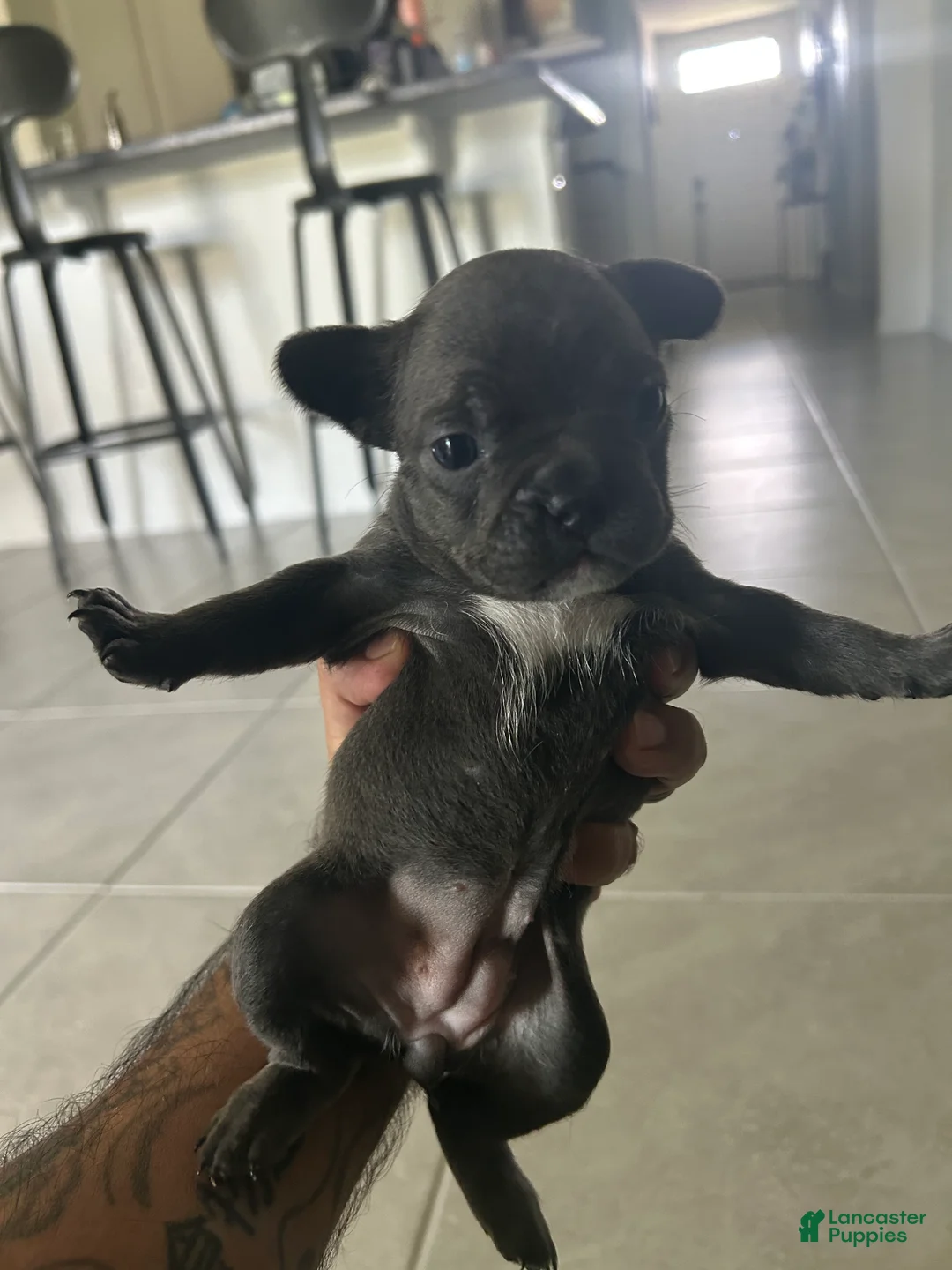 French Bulldog dogs for sale: Bonnie - Ad 1
