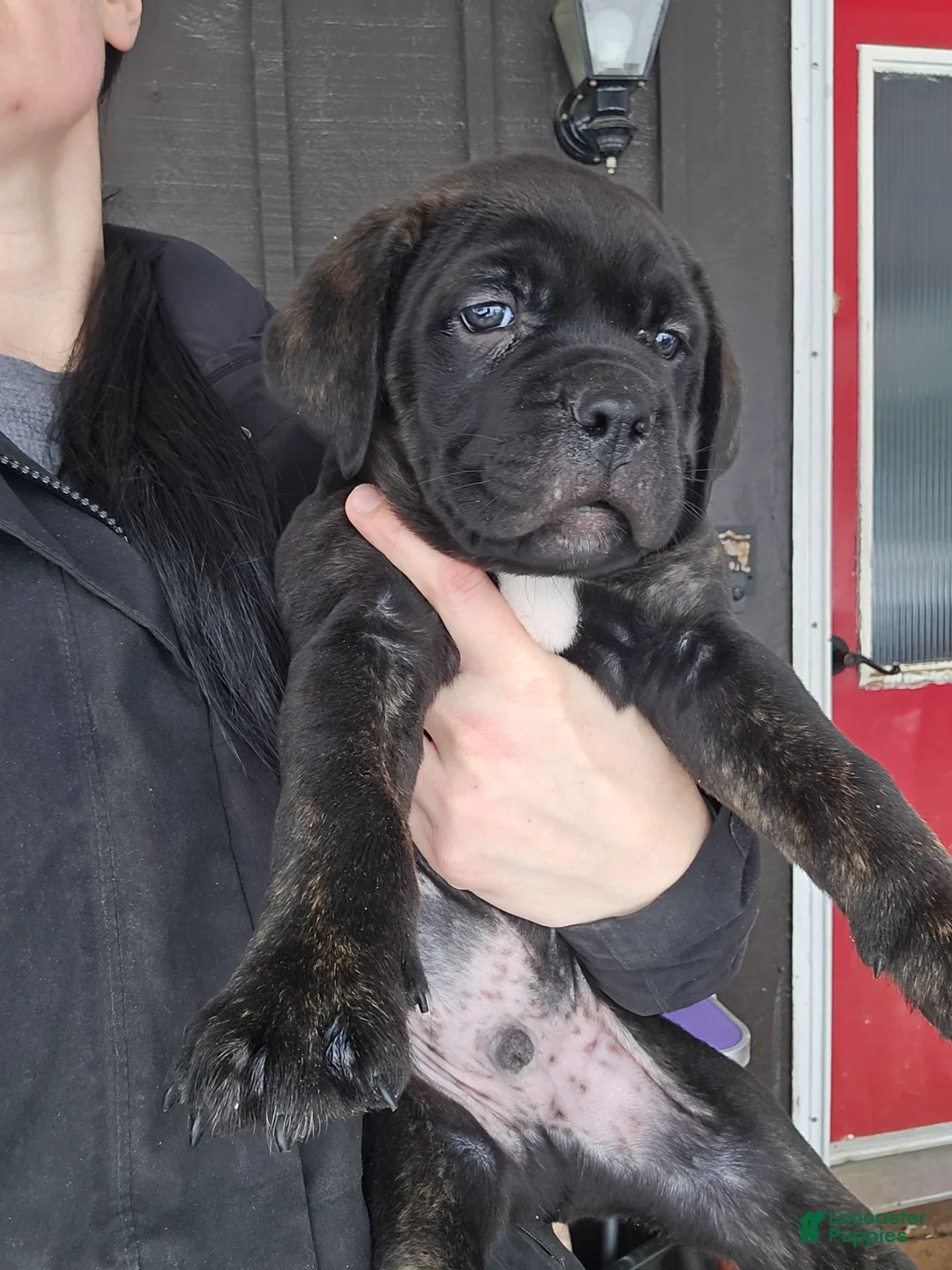 Cane Corso dogs for sale: Luigi  - Ad 3