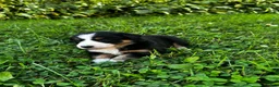Australian Shepherd dogs for sale: Stripe - Ad 10